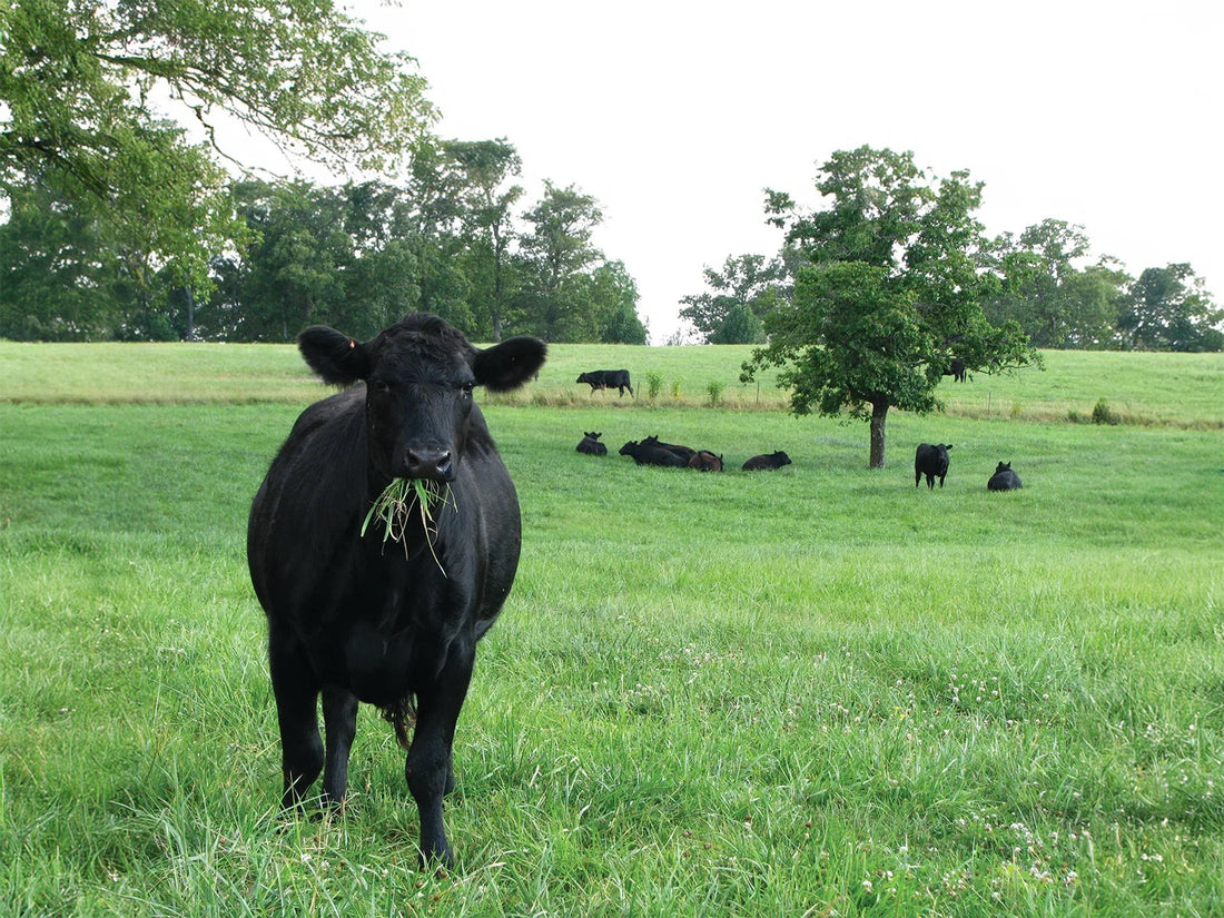 Regenerative Farming with Cattle: More Than Just a Trend at Accent Angus Farm